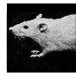 Rat